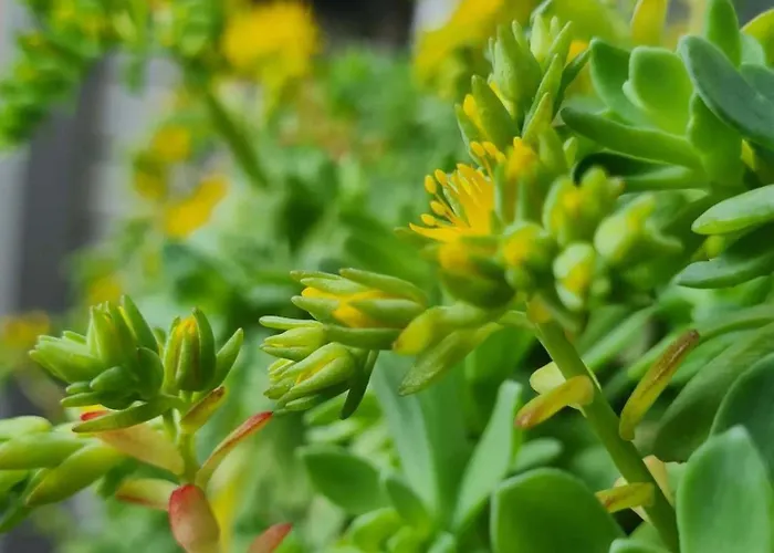 4 Venti 2* Curtatone